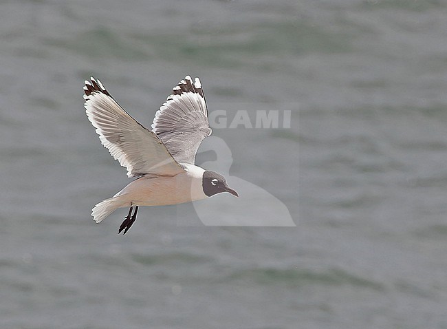 Adult Franklin's gull (Leucophaeus pipixcan) in breeding plumage in Western Mexico. stock-image by Agami/Pete Morris,