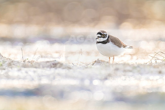 Little Ringed Plover, Charadrius dubius, in Italy. stock-image by Agami/Daniele Occhiato,