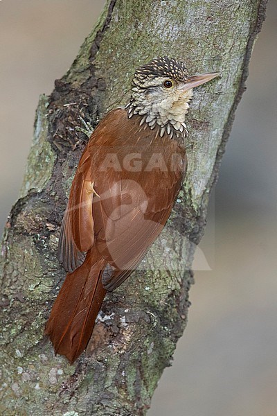 Straight-billed Woodcreeper (Dendroplex picus) at Utica, Cundinamarca, Colombia. stock-image by Agami/Tom Friedel,