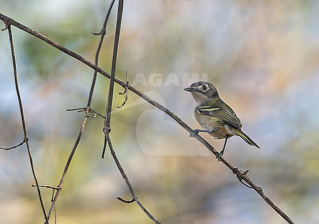 Wintering female (type) Black-capped Vireo, Vireo atricapilla, in Western Mexico. stock-image by Agami/Pete Morris,