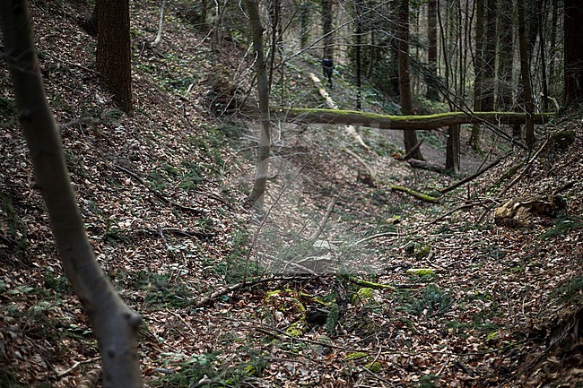 Carabus auronitens - Goldglänzender Laufkäger, Germany (Baden-Württemberg), habitat stock-image by Agami/Ralph Martin,