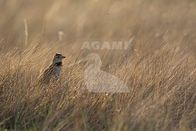 Adult Mongolian Lark (Melanocorypha mongolica), Russia. On the Russian Steppes. stock-image by Agami/Ralph Martin,