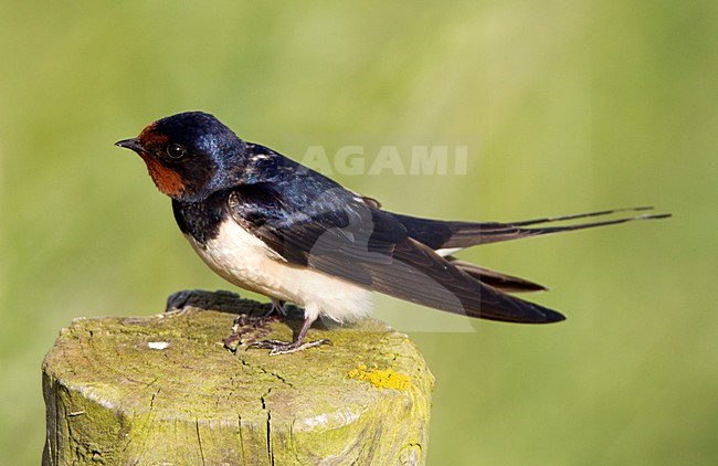Roepende Boerenzwaluw, Barn Swallow calling stock-image by Agami/Roy de Haas,