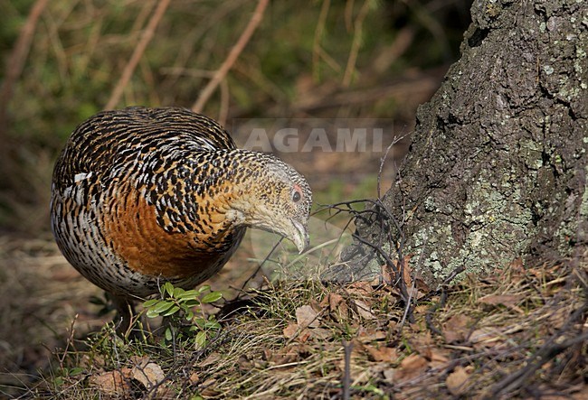 Vrouwtje Auerhoen op de grond; Female Western Capercaillie on the ground stock-image by Agami/Markus Varesvuo,