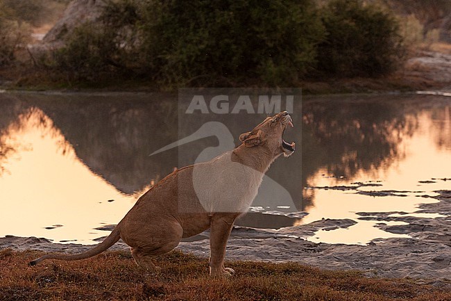 A lioness, Panthera leo, yawning. Chief Island, Moremi Game Reserve, Okavango Delta, Botswana. stock-image by Agami/Sergio Pitamitz,