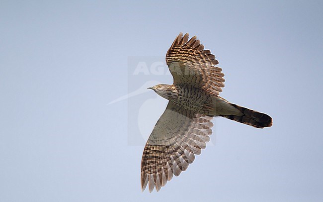 Large Hawk-Cuckoo (Hierococcyx sparverioides) in flight at Doi Inthanon, Thailand stock-image by Agami/Helge Sorensen,