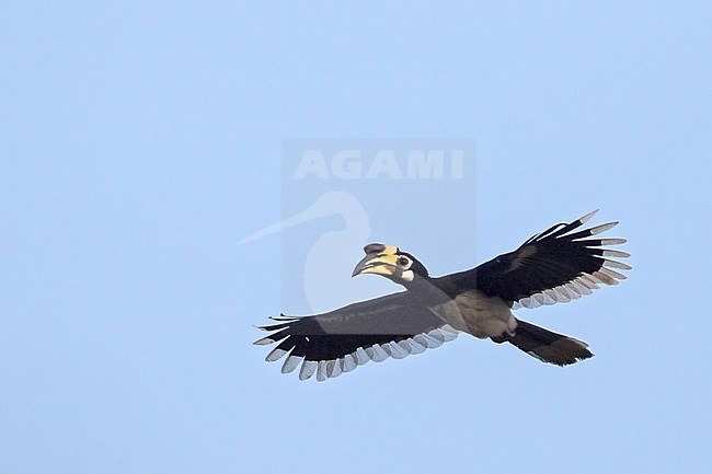 Vliegende Bonte Neushoornvogel, Flying Oriental Pied-Hornbill stock-image by Agami/Dubi Shapiro,