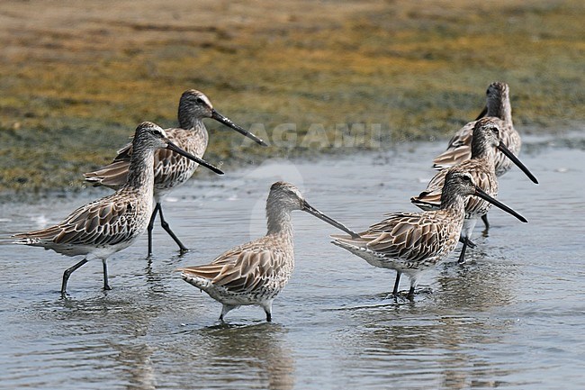Six Asian Dowitchers (Limnodromus semipalmatus) wintering in Myanmar. Standing on a mud flat. stock-image by Agami/Laurens Steijn,