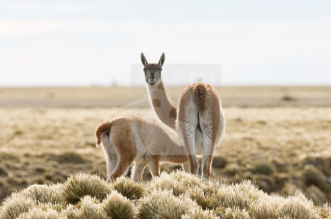 Groepje Guanaco\'s; Group of Guanaco stock-image by Agami/Marc Guyt,