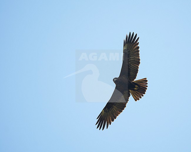 Dark morph Wahlberg's eagle (Hieraaetus wahlbergi) in flight, seen from below. stock-image by Agami/Dani Lopez-Velasco,