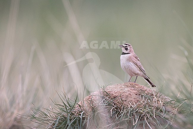 An adult female Horned Lark (Eremophila alpestris) of the subspecies brandti in Mongolian Chentii Aimag stock-image by Agami/Mathias Putze,