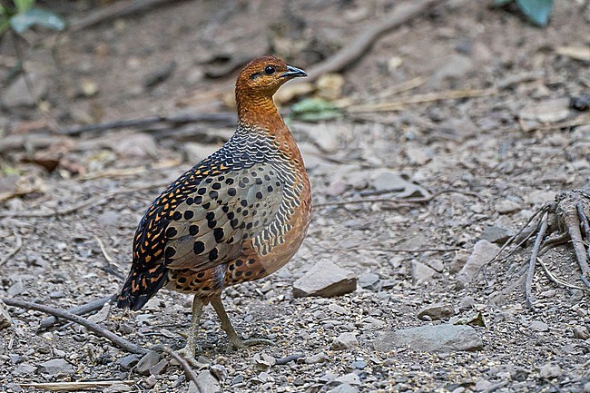 Ferruginous Partridge, Caloperdix oculeus, in Thailand. stock-image by Agami/Pete Morris,