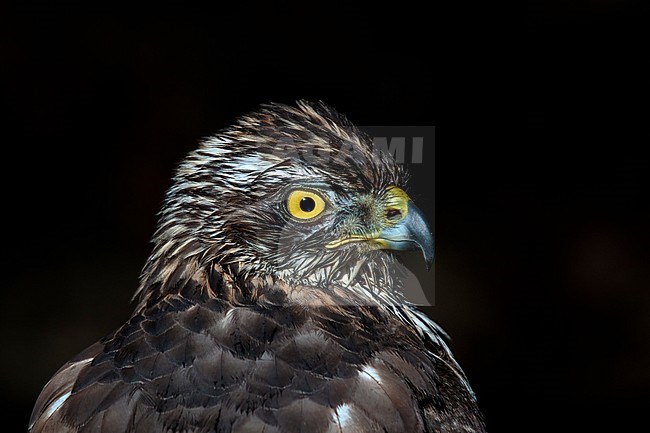 havik; northern goshawk stock-image by Agami/Walter Soestbergen,