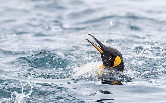 Swimming King Penguin (Aptenodytes patagonicus halli) off the coast on Macquarie Island, subantarctic Australia. Bading itself in the surf. stock-image by Agami/Marc Guyt,