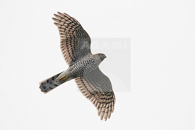 Immature Eurasian Sparrowhawk (Accipiter nisus) is seen flying overhead showing its underside and underwing pattern. stock-image by Agami/Jacob Garvelink,