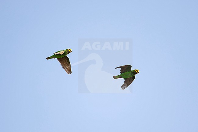 a couple of endemic yellow-fronted parrot (Poicephalus flavifrons) in flight, found at Kafa Biosphere Reserve in Ethiopia stock-image by Agami/Mathias Putze,
