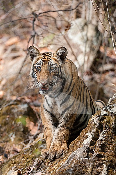 A Young Bengal tiger, Panthera tigris tigris, in the forest of India's Bandhavgarh National Park. Madhya Pradesh, India. stock-image by Agami/Sergio Pitamitz,