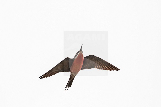 Rosy Bee-eater (Merops malimbicus) in Gabon. stock-image by Agami/Pete Morris,