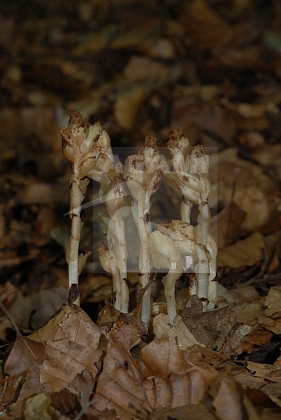  stock-image by Agami/Casper Zuijderduijn,