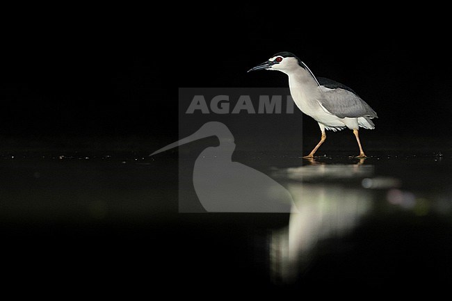 Kwak lopend in water; Black-crowned Night Heron walking in water stock-image by Agami/Marc Guyt,