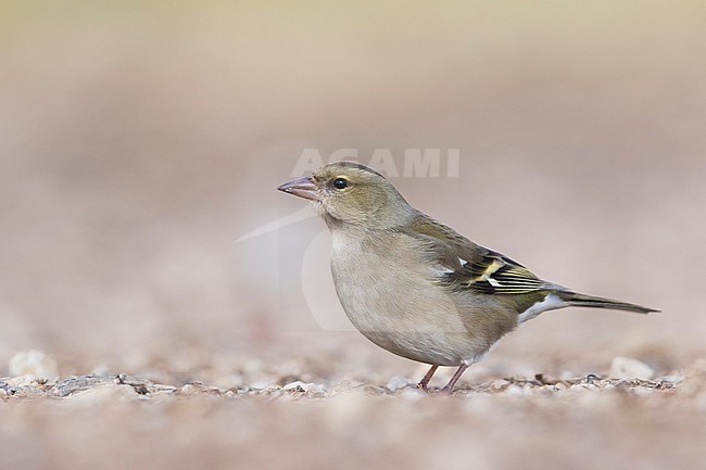 Chaffinch - Buchfink - Fringilla coelebs ssp. coelebs, Spain, female stock-image by Agami/Ralph Martin,