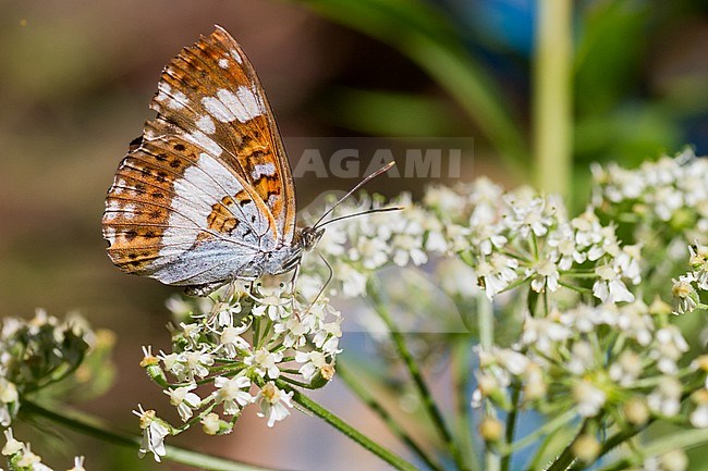 White Admiral (Limenitis camilla) in Germany. Foraging on white flowers with folded wings. stock-image by Agami/Ralph Martin,