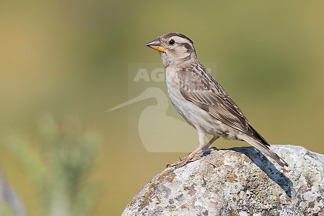 Rock Sparrow (Petronia petronia), side view of an adult standing on a rock in Italy. stock-image by Agami/Saverio Gatto,