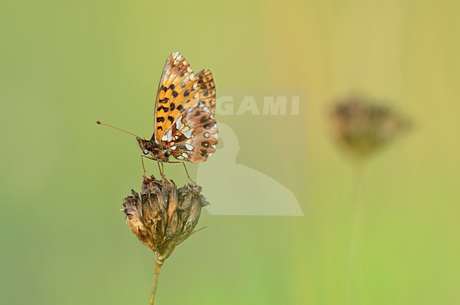 Paarse parelmoervlinder, Violet Fritillary stock-image by Agami/Rob de Jong,
