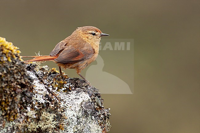 Birds of Peru, the Tawny Tit-Spinetail stock-image by Agami/Dubi Shapiro,