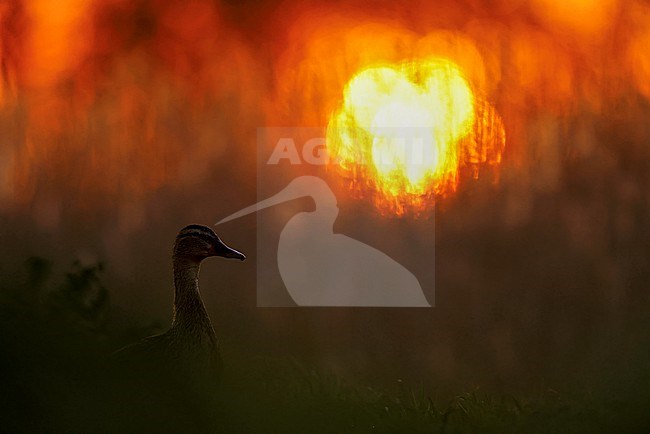 Mallard with morning light stock-image by Agami/Chris van Rijswijk,