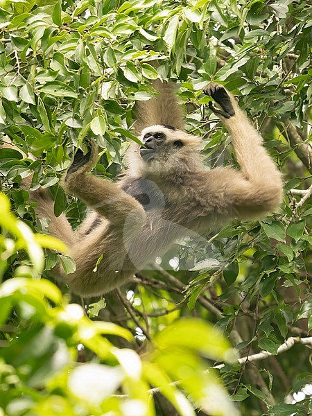 pileated gibbon (Hylobates pileatus) swinging in the trees stock-image by Agami/Hans Germeraad,