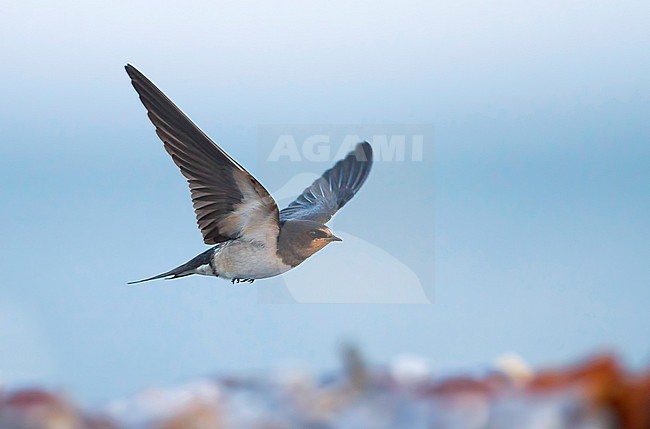 Barn Swallow - Rauchschwalbe - Hirundo rustica ssp. rustica, Germany, adult stock-image by Agami/Ralph Martin,