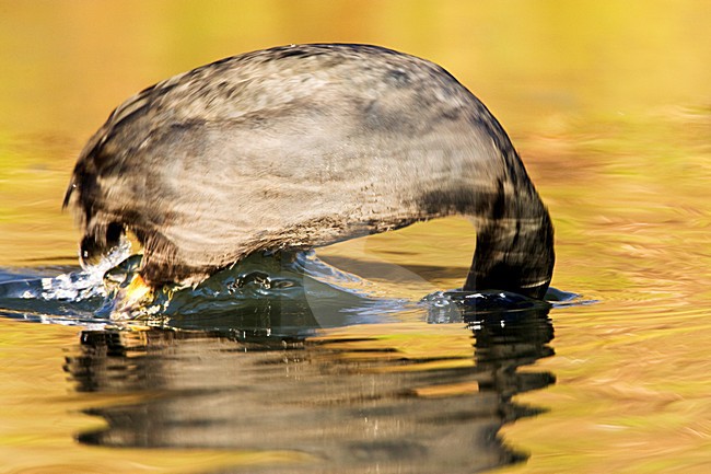 Meerkoet duikt net onder; Eurasian Coot just diving stock-image by Agami/Marc Guyt,