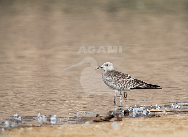 Juvenile Audouin's Gull (Ichthyaetus audouinii) on the beach of western Morocco during late summer. stock-image by Agami/Marc Guyt,