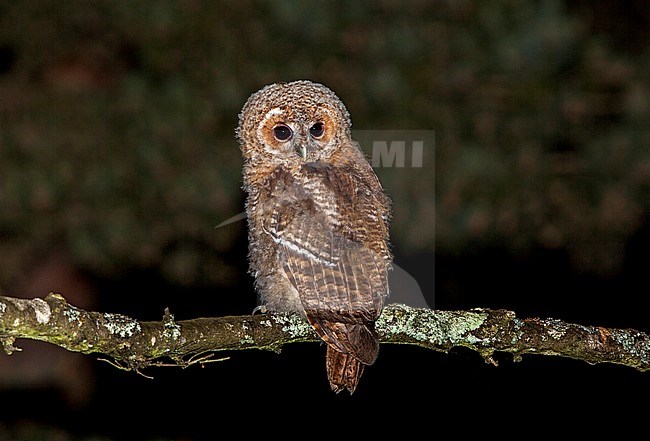 Bosuil, Tawny Owl, Strix aluco stock-image by Agami/Andy & Gill Swash ,