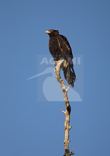 Wedge-tailed Eagle (Aquila audax audax) perched in a tree stock-image by Agami/Andy & Gill Swash ,