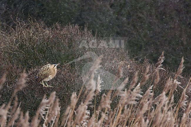Roerdomp staand in riet; Eurasian Bittern perched in reed stock-image by Agami/Menno van Duijn,