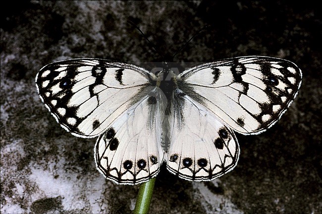 Italian Marbled White (Melanargia arge) perched on the ground in Italy. stock-image by Agami/Rob Poot,
