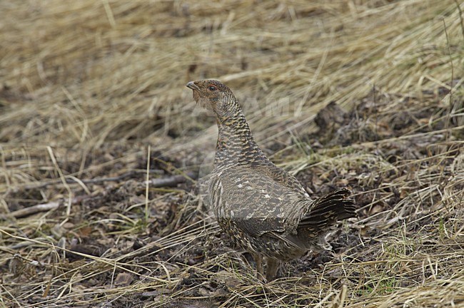 Capercaillie female standing; Auerhoen vrouw staand stock-image by Agami/Jari Peltomäki,