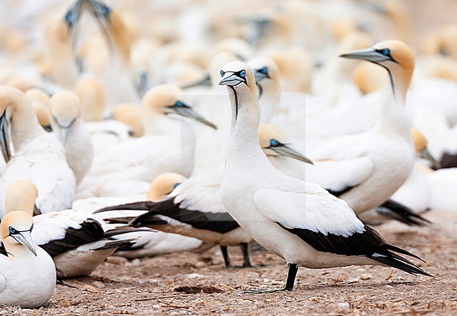 Cape Gannets (Morus capensis) at colony of Bird Island Nature Reserve in Lambert’s Bay, South Africa. stock-image by Agami/Marc Guyt,