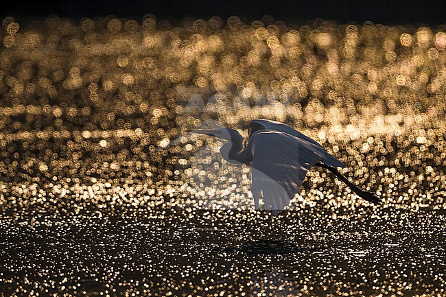 Grote Zilverreiger in vlucht; Great White Egret in flight stock-image by Agami/Daniele Occhiato,