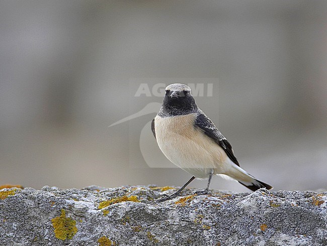 Onvolwassen mannetje Bonte Tapuit, Immature male Pied Wheatear stock-image by Agami/Tomi Muukkonen,