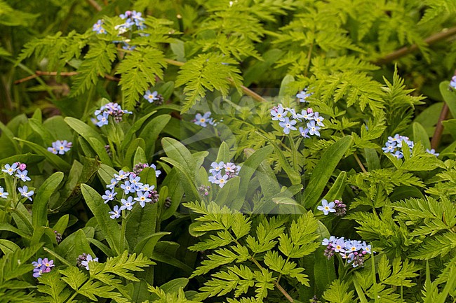 Wood Forget-me-not flower stock-image by Agami/Wil Leurs,
