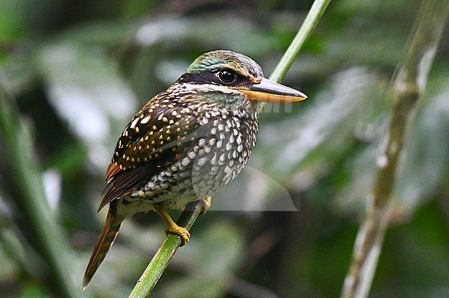 Spotted Wood Kingfisher, Actenoides lindsayi, at Mount Makiling, Luzon in the Philippines. stock-image by Agami/Laurens Steijn,