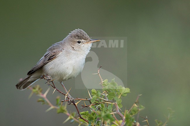 Upchers Warbler - Dornspötter - Hippolais languida, Kyrgyzstan stock-image by Agami/Ralph Martin,