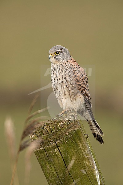 Torenvalk; Common Kestrel; stock-image by Agami/Walter Soestbergen,