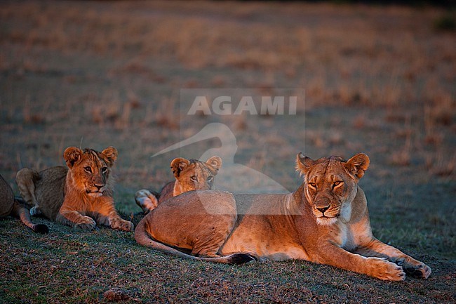 Portrait of a lioness, Panthera leo, resting with her cubs at sunset. Masai Mara National Reserve, Kenya. stock-image by Agami/Sergio Pitamitz,