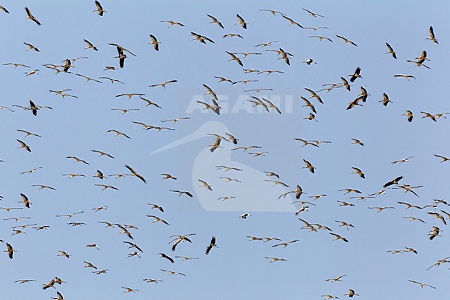 Ooievaar in de vlucht; White Stork in flight stock-image by Agami/Daniele Occhiato,
