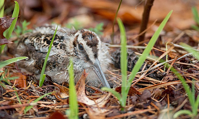 American Woodcock (Scolopax minor) chick on nest stock-image by Agami/Ian Davies,