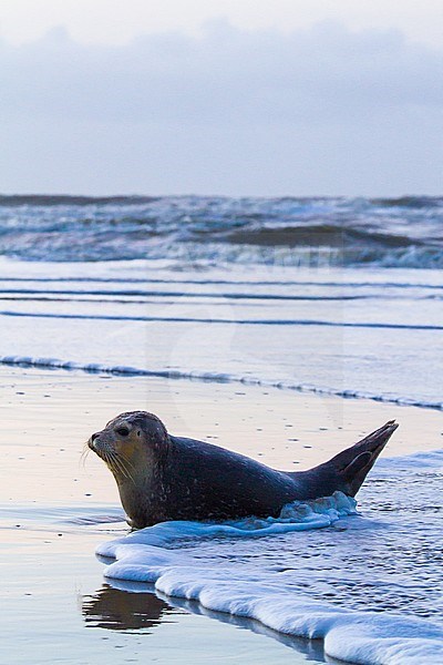 Common Seal, Phoca vitulina, immature animal resting on the beach with high tide at sunset during storm. Seal lying in front of coastal landscape with North Sea in the background and waves coming in. stock-image by Agami/Menno van Duijn,